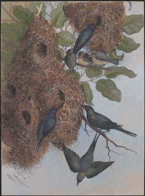 [Shining starlings] / Ellis Rowan