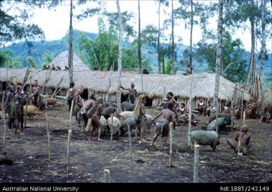 Exhibition of pigs