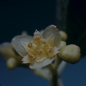 [Cocculus ferrandianus close-up from Auwahi Forest, United States] BRIT-A-AR003-012-04-132