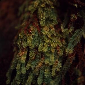 [Adenophorus hymenophylloides close-up in Kohala, United States]