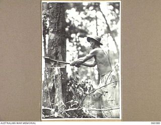 SOGERI, NEW GUINEA. 1943-11-20. A MEMBER OF THE STAFF OF THE SCHOOL OF SIGNALS, NEW GUINEA FORCE, FALLING A TREE WHICH WILL THEN BE HAULED TO THE UNIT SAWMILL AND CUT INTO BOARDS