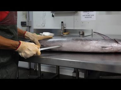 How to identify and extract organs from a wahoo l Pacific fish biosampling