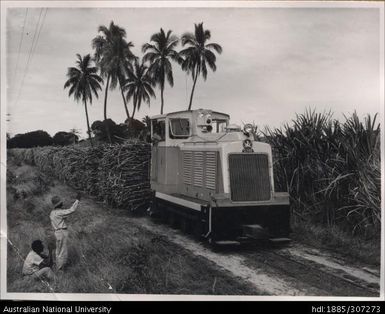 Cane Train