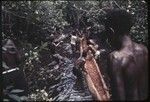 Canoe-building: men work together to bring hollowed log from forest, floating it on a stream in the mangrove swamp (wapasa)