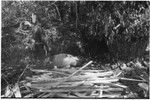 Pig festival, pig sacrifice, Tsembaga: recently killed pig, bark lined oven (r), firewood and oven stones at ready