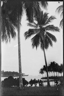 Two tall palm trees with a headland covered in palm trees in the middle distance, Madang, New Guinea, 1933, 2 / Sarah Chinnery