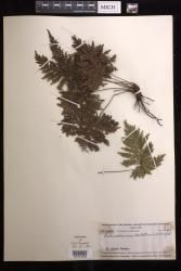 Abrodictyum dentatum