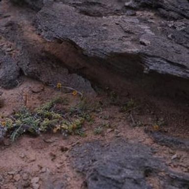 [Lipochaeta integrifolia from Waihee, Hawaii] BRIT-A-AR003-012-02-036