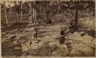 Human sacrifice stones, Fiji, commemorating the human bodies of which part were eaten by Ra Hudre Hudre Chief of Ruke Suke. Each stone represents one. He had reached 872 when he died. His son tried to exceed the number and had reached 40.