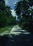 A road in Bougainville