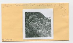 [Rollandia angustifolia in Hawaii, envelope IE33-092]