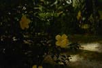 Yellow hibiscus, New Ireland, Jun 1964