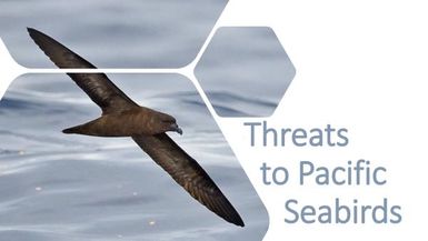 Threats to Pacific seabirds