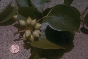 [Smilax sandwicensis close-up from Wiliwilinui Ridge, United States]