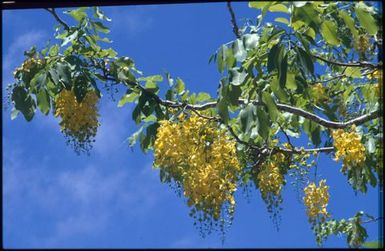 Hanging yellow flowers on branch