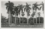 Royal palms at Shriners' Children Hospital