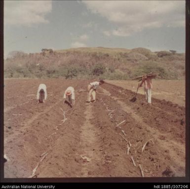 Farmers cultivating cane crop