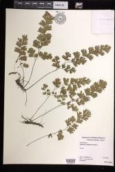 Adiantum capillus-veneris