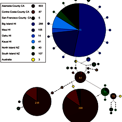 Statistical parsimony network.