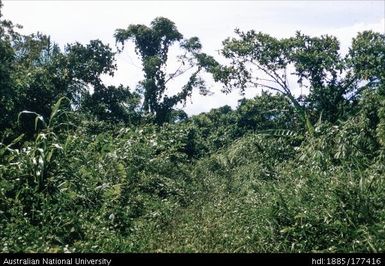 Lae - Lutheran Mission - track from ruins to Mission