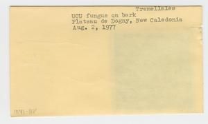 [Tremellales in New Caledonia, envelope IE41-188