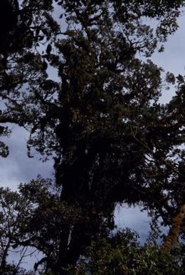 [Unidentified tree in Morobe Province, Papua New Guinea]
