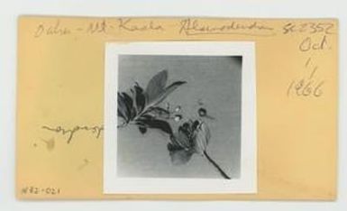 [Alsinodendron in Hawaii, envelope IE32-021]