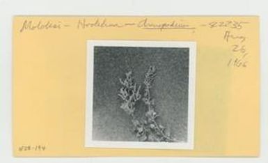 [Chenopodium in Hawaii, envelope IE28-194]
