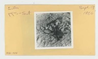 [Turtles in Hawaii, envelope IE30-034]