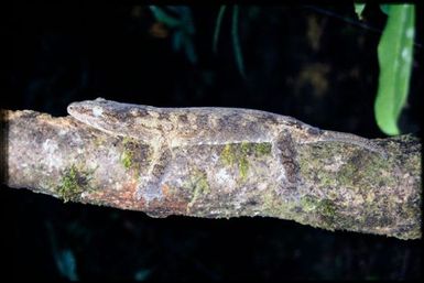 Rhacodactylus leachianus