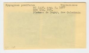 [Zygogynum pomiferum in New Caledonia, envelope IE41-169]