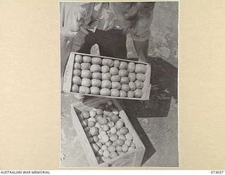 NARAKAPOR, NEAR NADZAB, NEW GUINEA. 1944-05-27. A CASE OF TOMATOES OF MIXED VARIETIES AWAITING DELIVERY TO THE DETAIL ISSUE DEPOT AT NADZAB. BELOW THE CASE OF TOMATOES IS A CASE OF LEMONS, A CROP ..