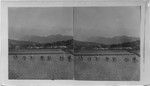 Transplanting Rice on Farm at the Mountain's Base. Hawaiian Island