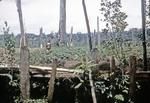 Huli woman in sweet potato garden