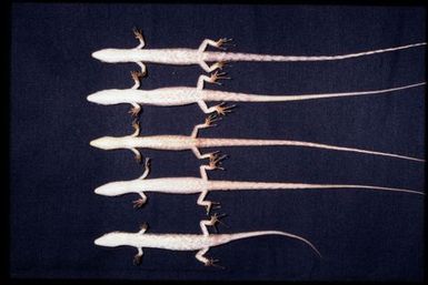 5 specimens (ventral)
