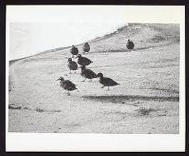 Laysan, 1965