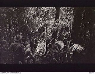 SALAMAUA AREA, NEW GUINEA. 1943-07-24. NATIVE STRETCHER BEARERS CARRYING VX11802 CORPORAL E. G. SPALDING BACK TO THE AUSTRALIAN ADVANCED DRESSING STATION FROM THE MOUNT TAMBU AREA