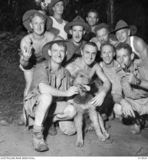 1942-11-23. NEW GUINEA. OIVI. MASCOT "CURLEY" WALKED ALL THE WAY FROM MORESBY. (NEGATIVE BY G. SILK)