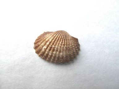 shell