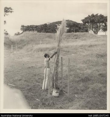 Field Assistant setting up a cross for breeding