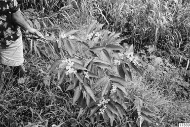 ["buske, sama, landskap, fotografi, photograph"]