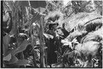 Pig festival, singsing, Kwiop: decorated man plays kundu drum at ritual before singsing