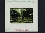 Young cocoa under shade, [Papua New Guinea], 1962