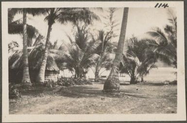 Native hut with palm trees, New Britain Island, Papua New Guinea, probably 1916