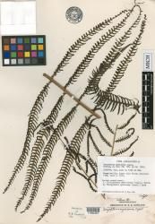 Plesioneuron myricosorum