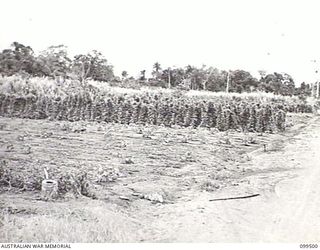 LAE, NEW GUINEA, 1945-12-24. EXPERIMENTAL SEEDLING PLOTS AT 4 INDEPENDENT FARM COMPANY