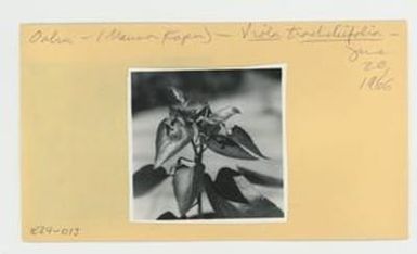 [Viola tracheliifolia in Hawaii, envelope IE24-013]
