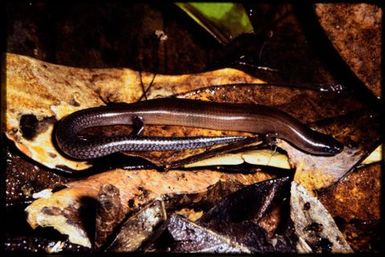 Graciliscincus shonae
