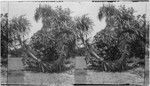 Screw Pine, Hawaii(?)