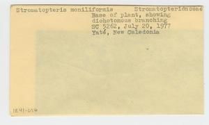 [Stromatopteris moniliformis in New Caledonia, envelope IE41-056]